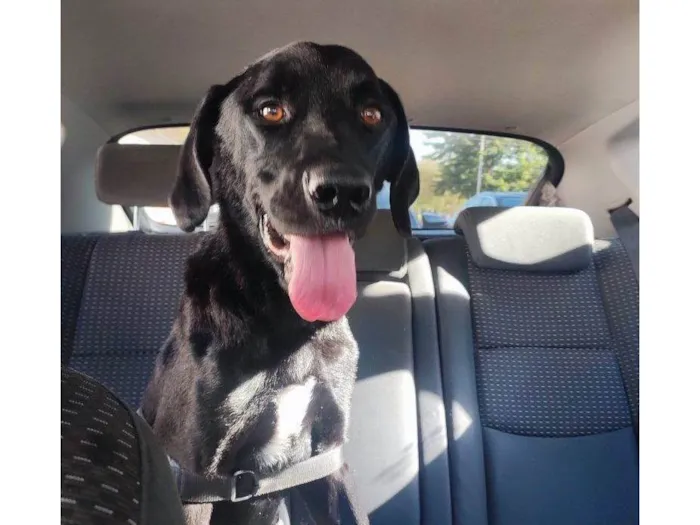 Cachorro ra a SRD-ViraLata idade 7 a 11 meses nome Adoção Urgente