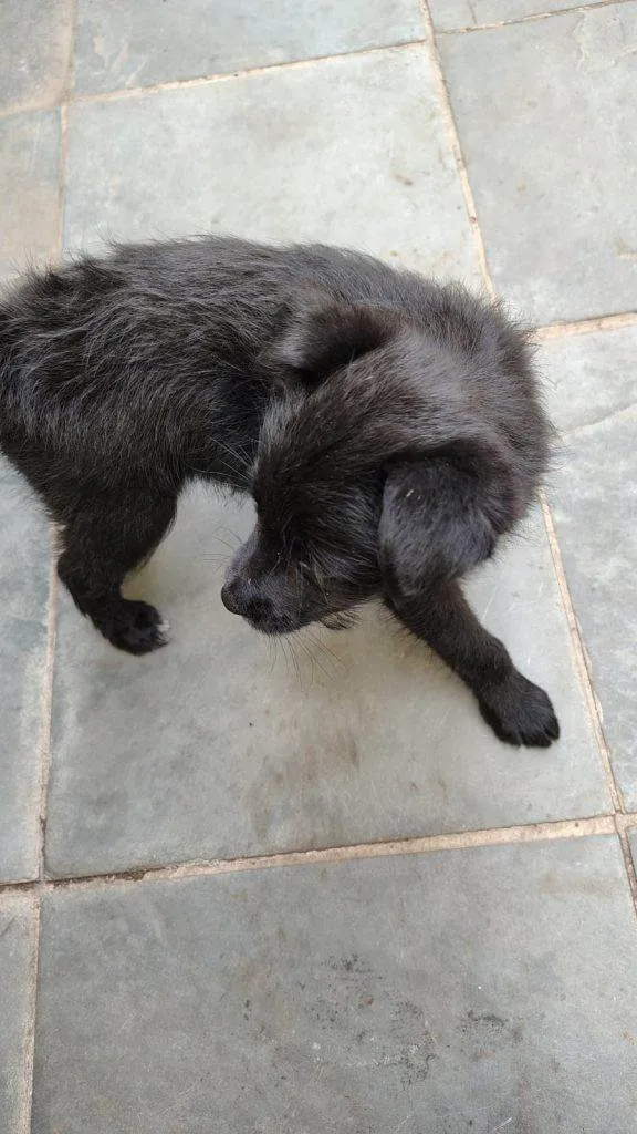 Cachorro ra a SRD-ViraLata idade Abaixo de 2 meses nome Filhote Urgente