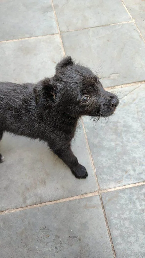 Cachorro ra a SRD-ViraLata idade Abaixo de 2 meses nome Filhote Urgente