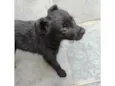 Filhote Urgente
