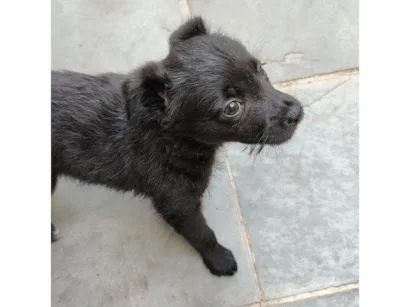 Cachorro raça SRD-ViraLata idade Abaixo de 2 meses nome Filhote Urgente