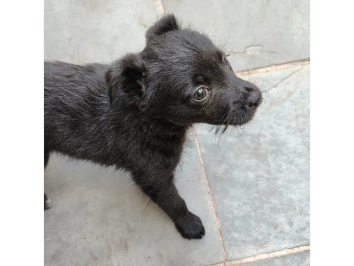 Cachorro ra a SRD-ViraLata idade Abaixo de 2 meses nome Filhote Urgente