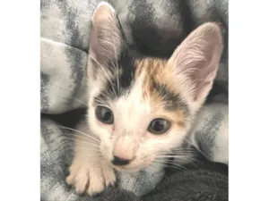 Gato raça SRD-ViraLata idade Abaixo de 2 meses nome Zoe 