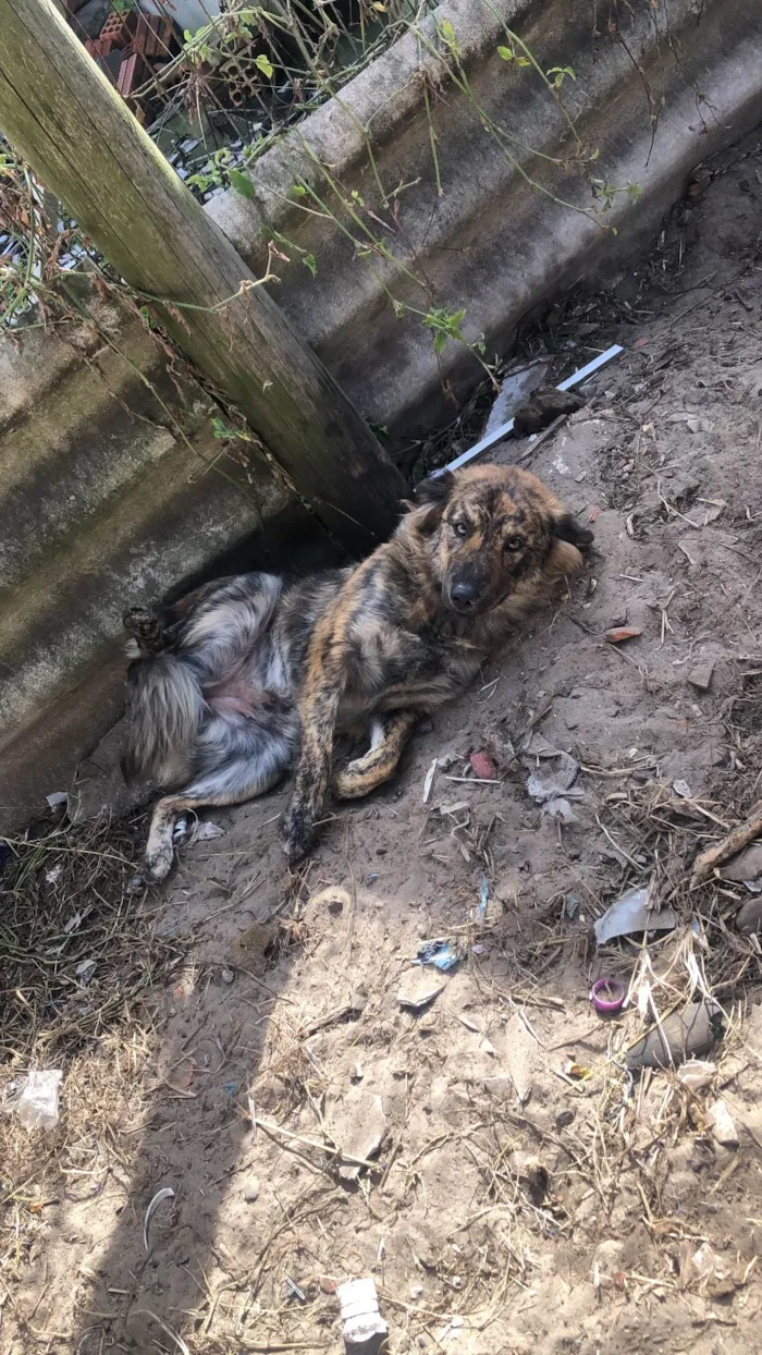 Cachorro ra a SRD-ViraLata idade 1 ano nome Bella