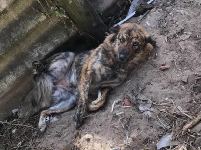 Cachorro raça SRD-ViraLata idade 1 ano nome Bella