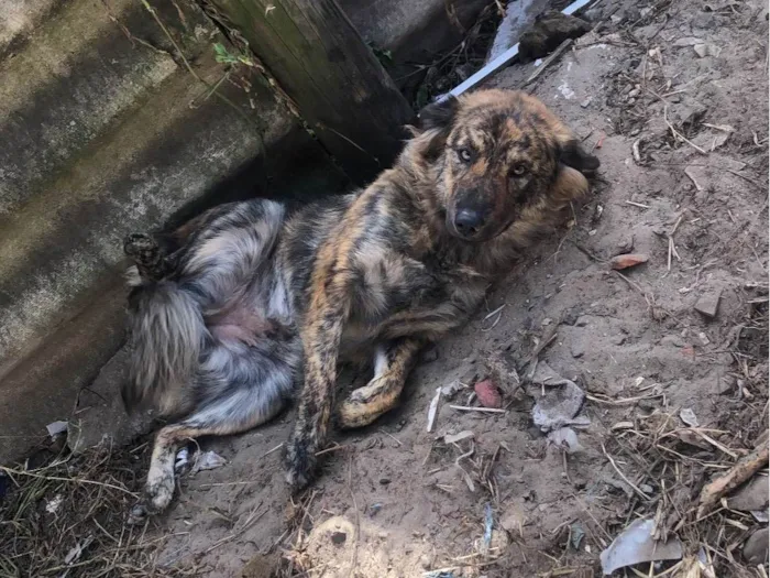 Cachorro ra a SRD-ViraLata idade 1 ano nome Bella