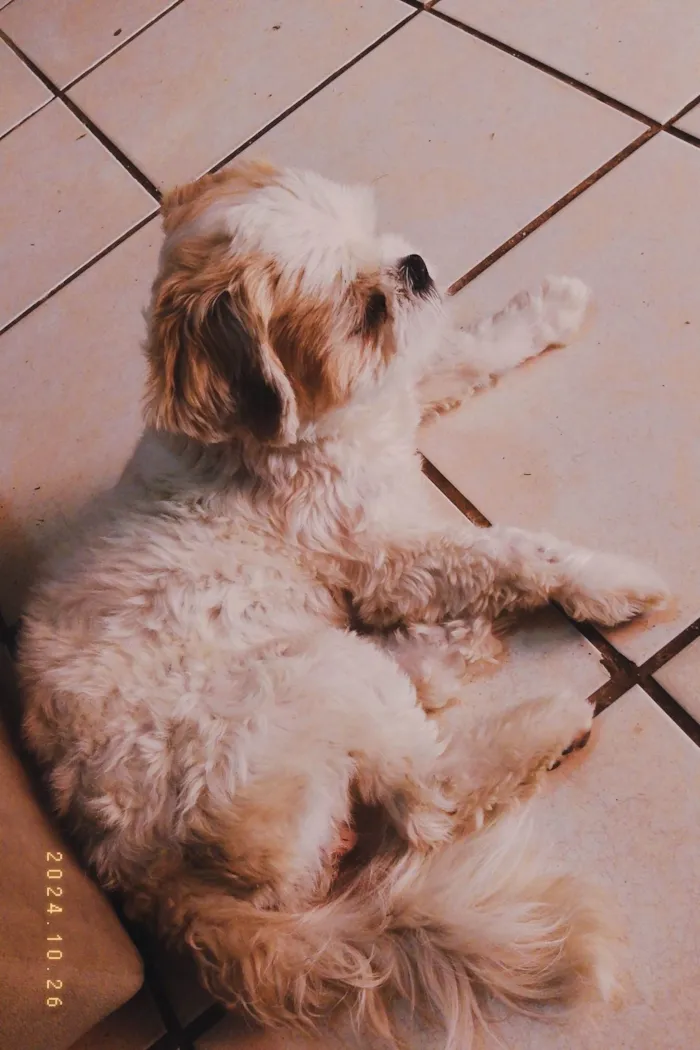 Cachorro ra a Lhasa Apso idade 2 anos nome Luke e Luma 