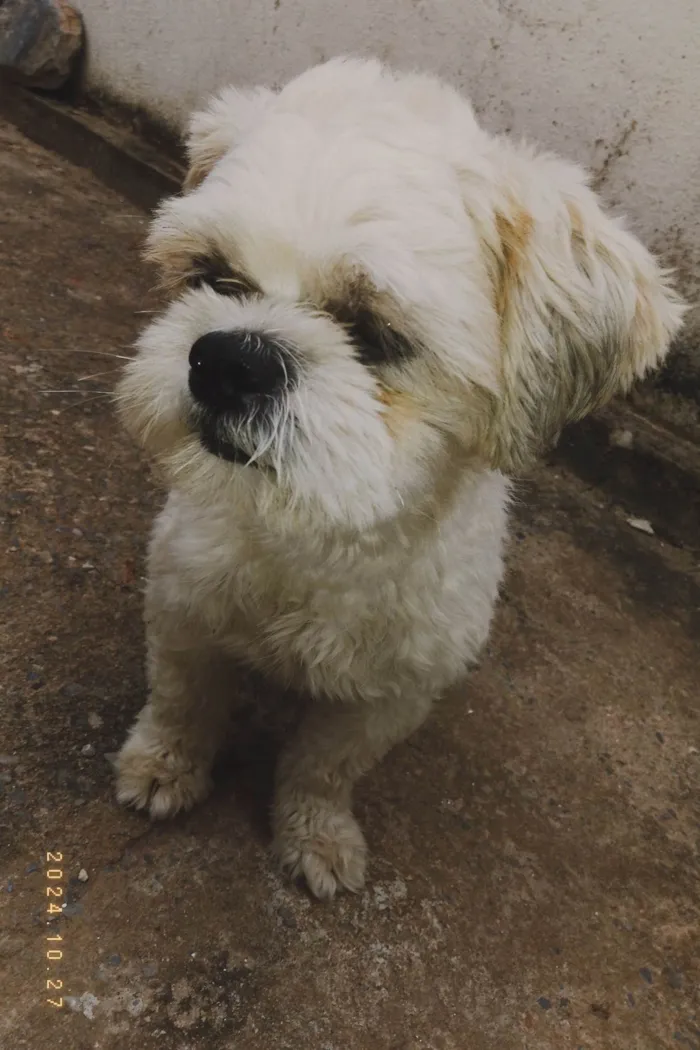 Cachorro ra a Lhasa Apso idade 2 anos nome Luke e Luma 