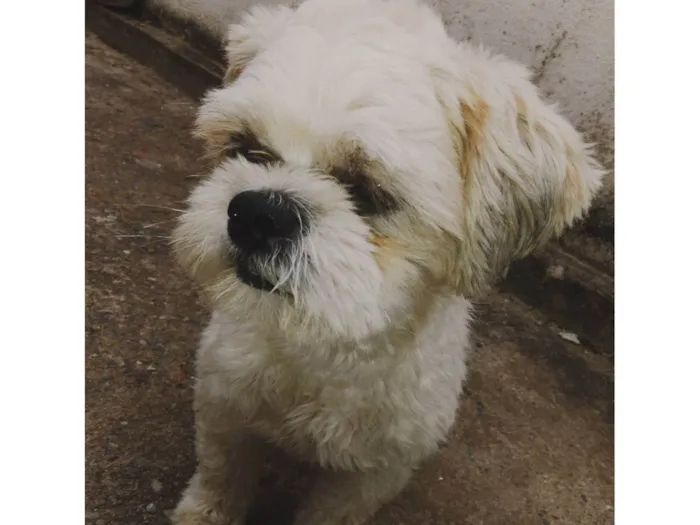 Cachorro ra a Lhasa Apso idade 2 anos nome Luke e Luma 