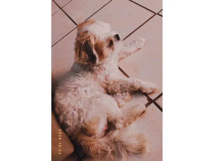 Cachorro ra a Lhasa Apso idade 2 anos nome Luke e Luma 