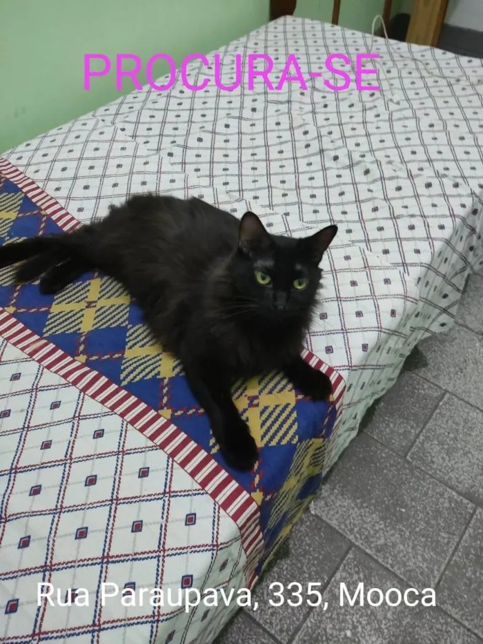 Gato ra a SRD-ViraLata idade 4 anos nome Marie