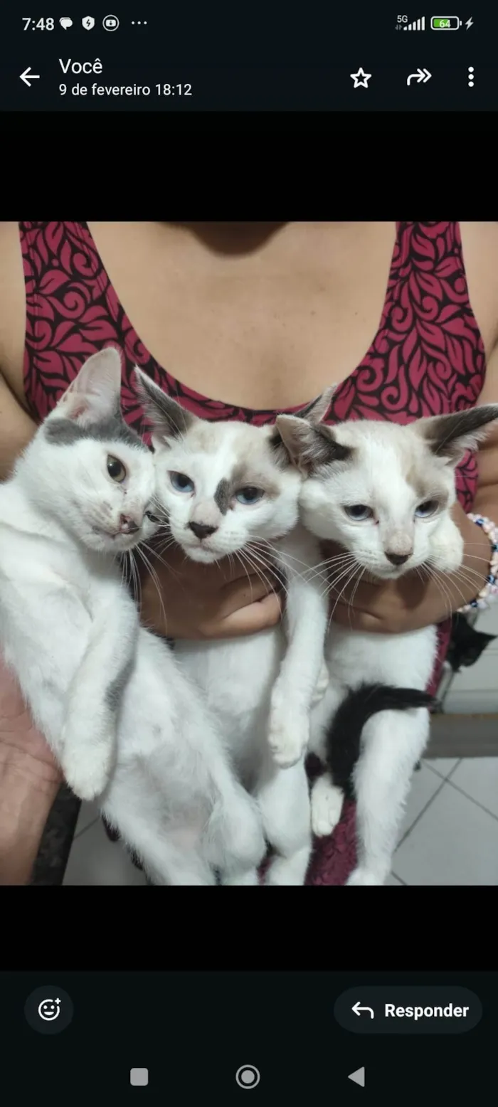 Gato ra a SRD-ViraLata idade Abaixo de 2 meses nome Sem nome 