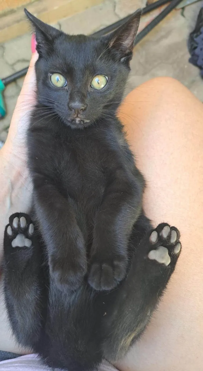 Gato ra a SRD-ViraLata idade 2 a 6 meses nome João e Maria 