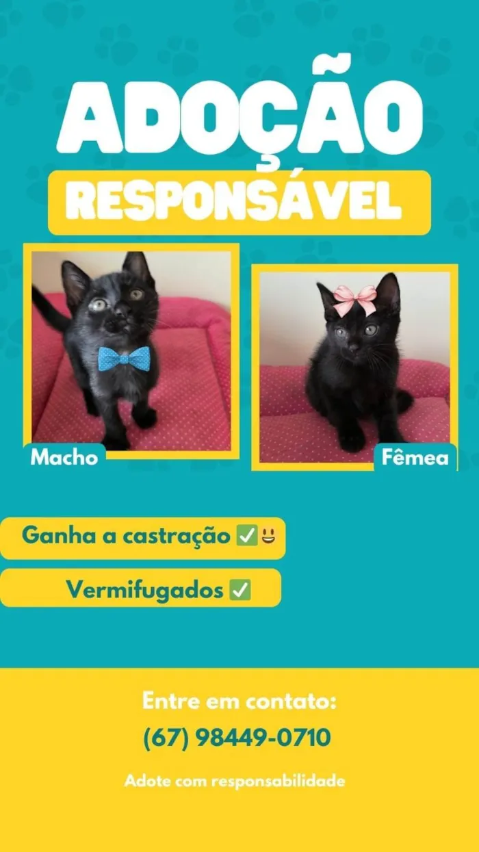 Gato ra a SRD-ViraLata idade 2 a 6 meses nome João e Maria 