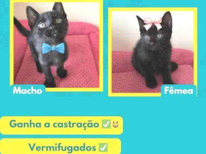 Gato raça SRD-ViraLata idade 2 a 6 meses nome João e Maria 