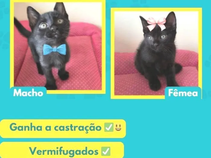 Gato ra a SRD-ViraLata idade 2 a 6 meses nome João e Maria 