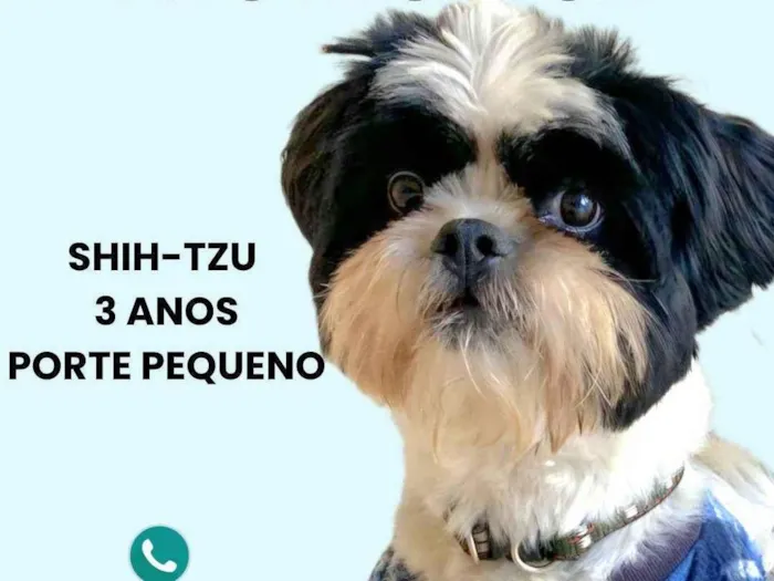 Cachorro ra a Shitzu idade 3 anos nome Nick