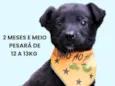 Huguinho