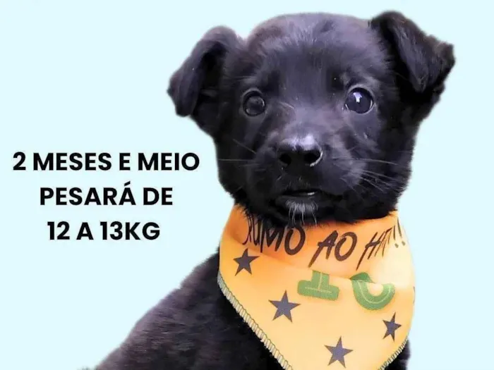 Cachorro ra a SRD-ViraLata idade 2 a 6 meses nome Huguinho