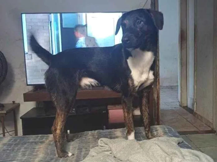 Cachorro ra a SRD-ViraLata idade 7 a 11 meses nome Adoção Urgente