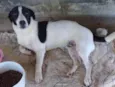 5 Cães Urgente