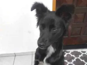 Cachorro raça SRD-ViraLata idade 7 a 11 meses nome Porte P/M Urgente