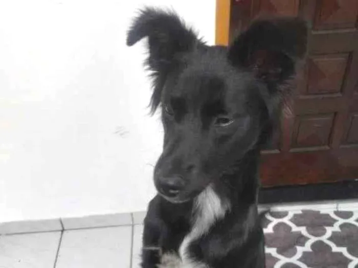 Cachorro ra a SRD-ViraLata idade 7 a 11 meses nome Porte P/M Urgente