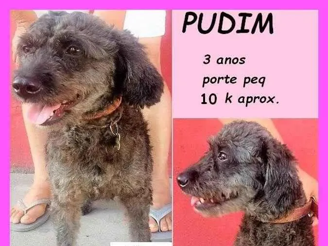 Cachorro ra a SRD-ViraLata idade 3 anos nome Pudim