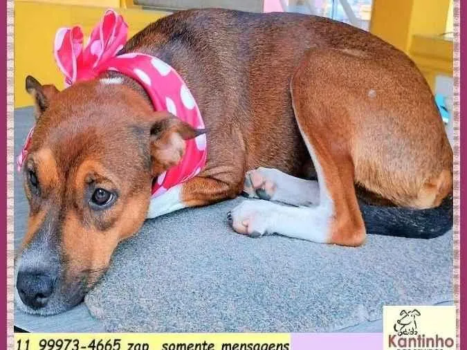 Cachorro ra a SRD-ViraLata idade 1 ano nome Rebeca