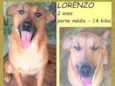 Lorenzo