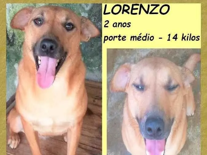 Cachorro ra a SRD-ViraLata idade 2 anos nome Lorenzo
