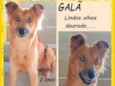 Galã