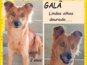 Cachorro raça SRD-ViraLata idade 2 anos nome Galã