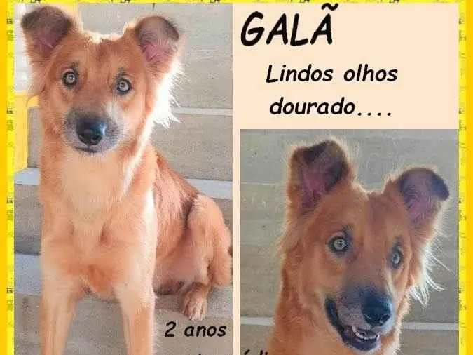 Cachorro ra a SRD-ViraLata idade 2 anos nome Galã