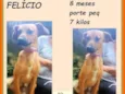 Felício