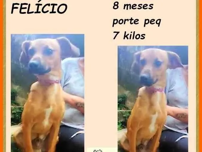 Cachorro ra a SRD-ViraLata idade 7 a 11 meses nome Felício