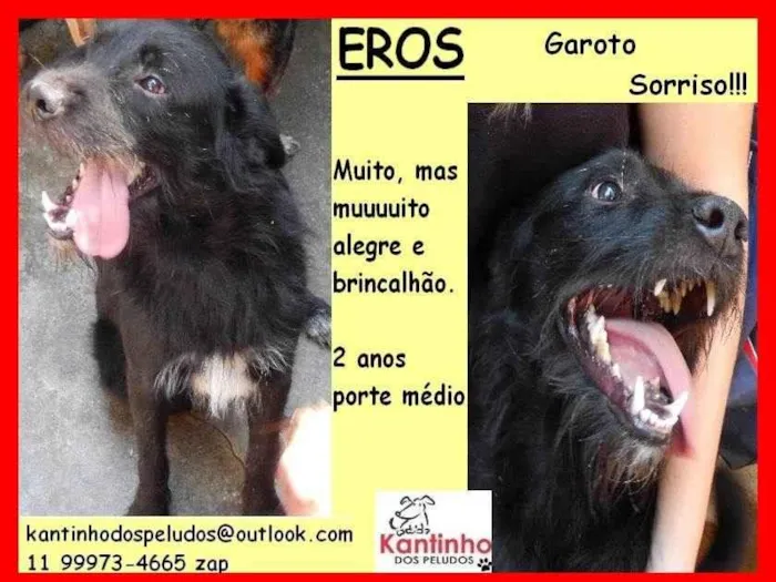 Cachorro ra a SRD-ViraLata idade 2 anos nome Eros