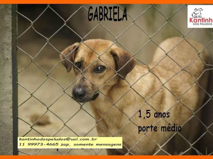 Cachorro ra a SRD-ViraLata idade 1 ano nome Gabriela