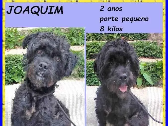 Cachorro ra a SRD-ViraLata idade 2 anos nome Joaquim
