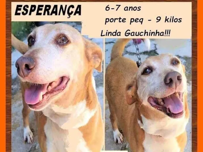 Cachorro ra a SRD-ViraLata idade 6 ou mais anos nome Esperança