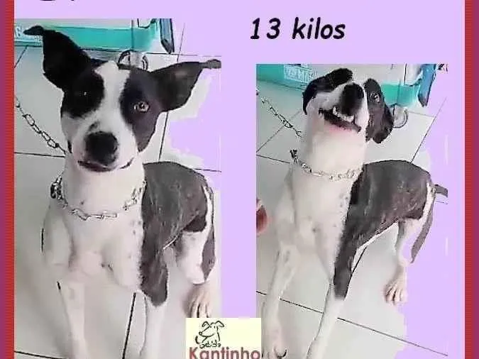 Cachorro ra a SRD-ViraLata idade 7 a 11 meses nome Eva