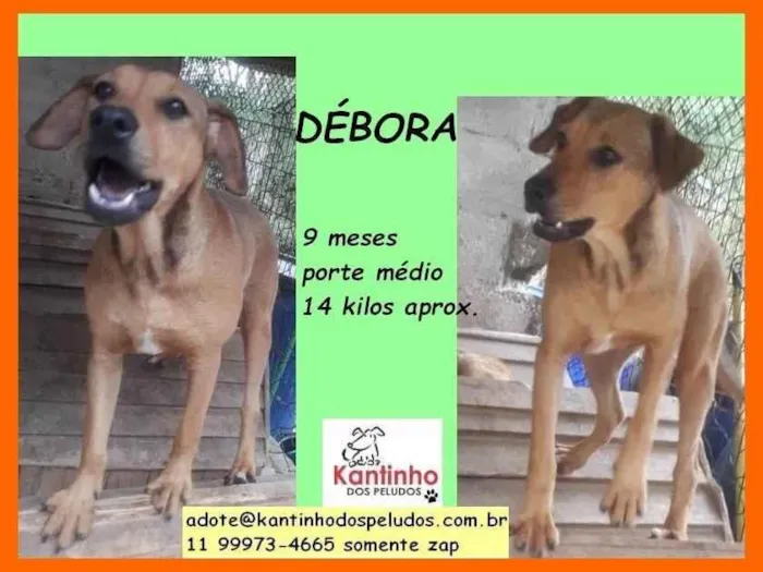 Cachorro ra a SRD-ViraLata idade 7 a 11 meses nome Débora