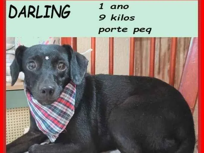 Cachorro ra a SRD-ViraLata idade 1 ano nome Darling