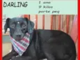 Darling