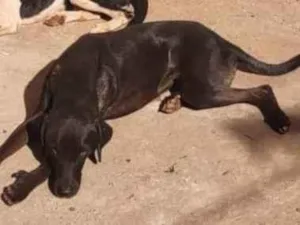 Cachorro raça SRD-ViraLata idade 3 anos nome Bob