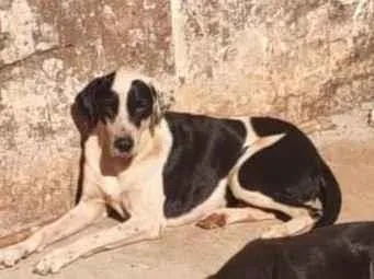 Cachorro ra a SRD-ViraLata idade 5 anos nome Fan