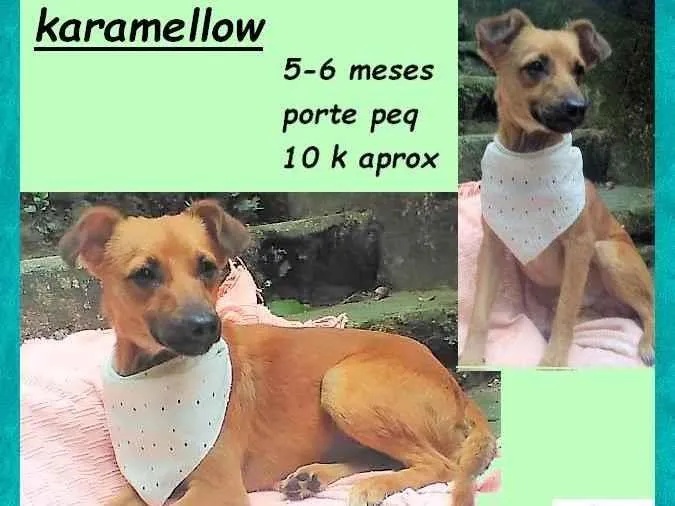 Cachorro ra a SRD-ViraLata idade 2 a 6 meses nome Karamellow