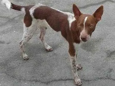 Cachorro ra a SRD-ViraLata idade 7 a 11 meses nome Porte P/M Urgente