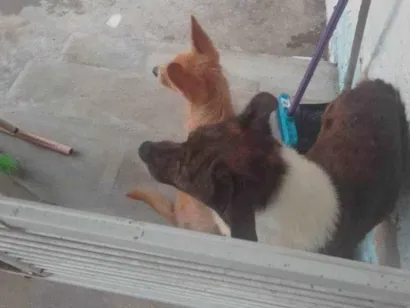 Cachorro raça SRD-ViraLata idade 7 a 11 meses nome 2 Cães Urgente