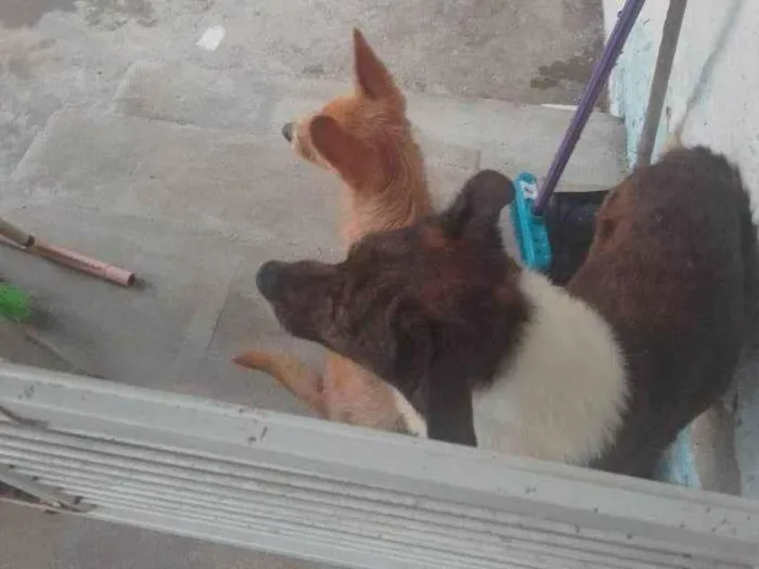 Cachorro ra a SRD-ViraLata idade 7 a 11 meses nome 2 Cães Urgente